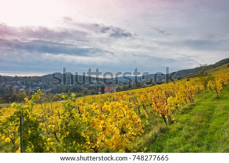 Autumnal vineyard landscape in Neustift, Vienna, Austria. Yellow colored leaves of grapevine in fall season with cloudy weather. Suburban cityscape in the background.