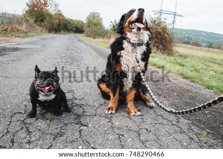 One eyed female French bulldog next to male Bernese Mountain Dog sitting on the asphalt road