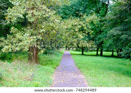 Path in a wooded Park with trees around