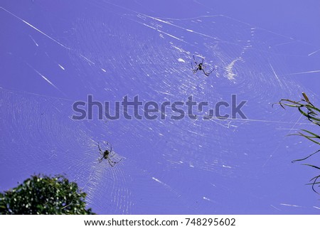 Two spiders in a large spider woven cobweb connecting plants in a garden, seen against bright blue sky.