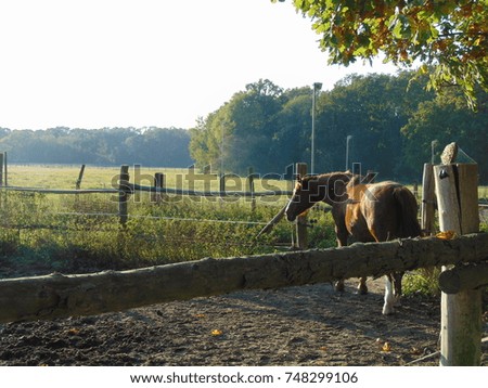 macro photo with a decorative background of the rural landscape with the horse as the source for design, advertising, print, poster, decorating, interiors
