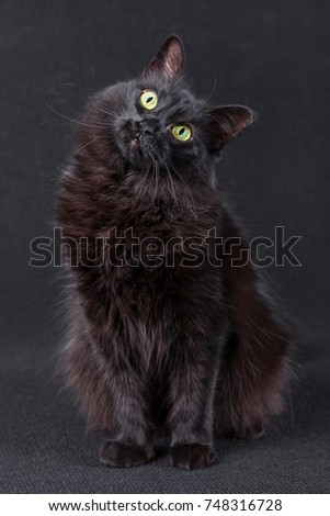 Black cat sitting on a dark background and acting very curious by tilting the head in a funny and cute pose. Long hair Turkish Angora breed. Adult female.