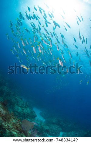 A school of horse-eyed jack fish swimming out to sea