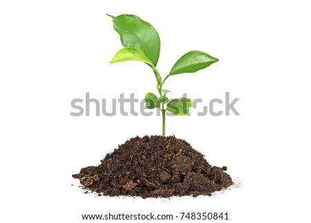 Young plant of pomelo in soil humus on a white background Royalty-Free Stock Photo #748350841