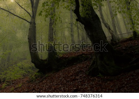 Old trees in the old forest