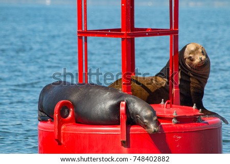 Sea Lions on the Columbia River