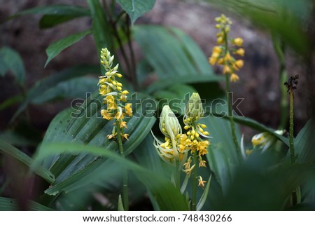 Yellow flower bunch with blur green background