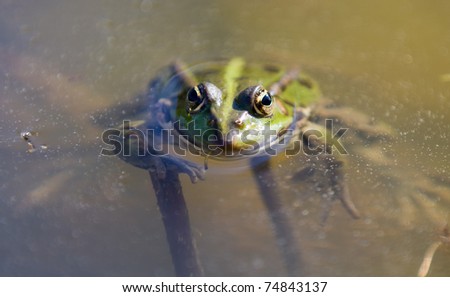 Detailed Frog with wide open eyes