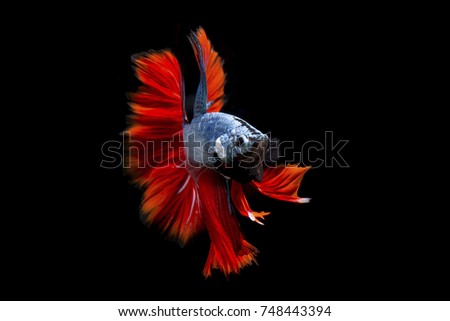 Fancy betta fish,Blue siamese fighting fish on black background isolated