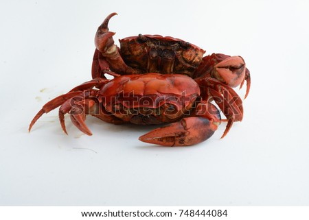 Fresh water crayfish  on white background, with space for text.