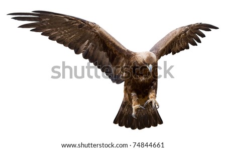 a golden eagle with spread wings, isolated
