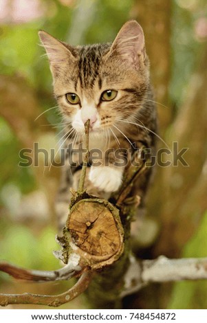 Picture of cat with green background