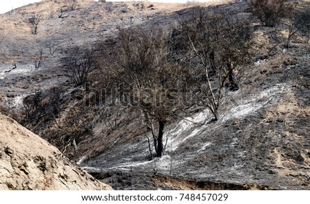Trees and hills covered in ash after a forest fire 