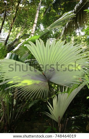 Kerriodoxa elegans White elephant palm Praya thalang southern Thailand