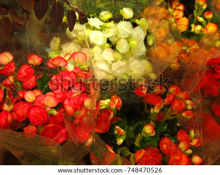 Modern bright red, orange, and white rose bouquet with wet water drops, wrapped with clear cellophane plastic flower wrap, for selling in the shop