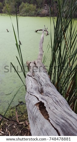 Tree fallen into murky, green swamp pond. Royalty-Free Stock Photo #748478881