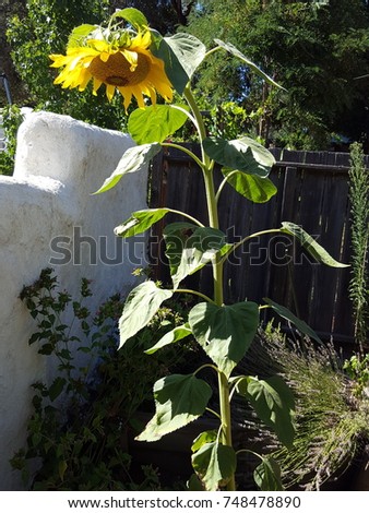 Sad sunflower looking down and out. Royalty-Free Stock Photo #748478890