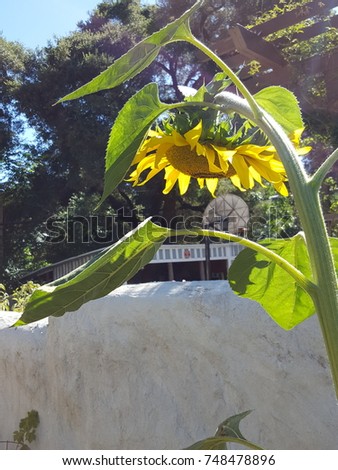 Sad sunflower looking down and out. Royalty-Free Stock Photo #748478896