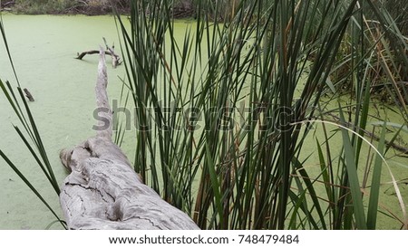 Tree fallen into murky, green swamp pond. Royalty-Free Stock Photo #748479484