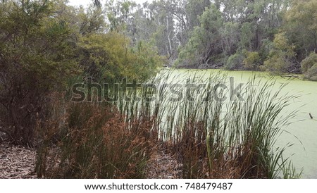 Reeds overlooking green algae swamp pond with a crane in the distance. Royalty-Free Stock Photo #748479487
