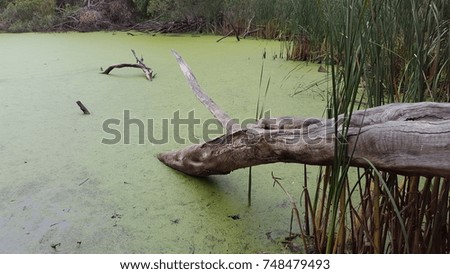 Tree fallen into murky, green swamp pond. Royalty-Free Stock Photo #748479493