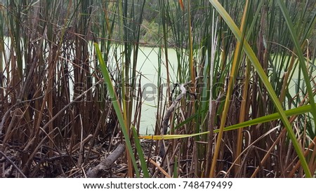 Reeds overlooking green algae swamp pond. Royalty-Free Stock Photo #748479499