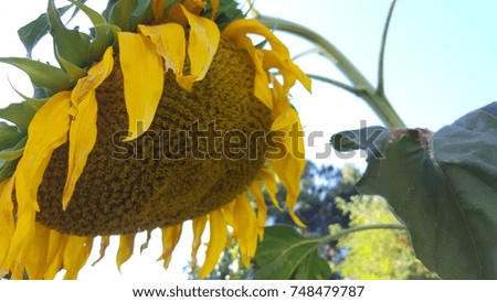 The dying sunflower becoming sunflower seeds. Royalty-Free Stock Photo #748479787
