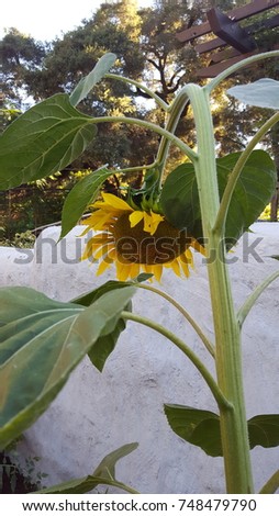 Sad sunflower or playing peek-a-boo? Royalty-Free Stock Photo #748479790