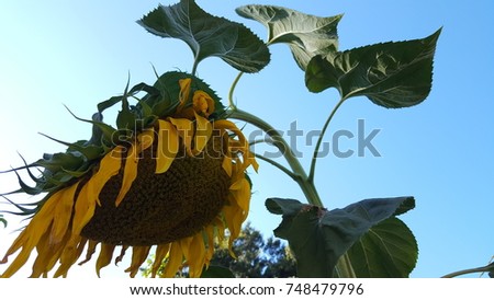 The dying sunflower becoming sunflower seeds. Royalty-Free Stock Photo #748479796