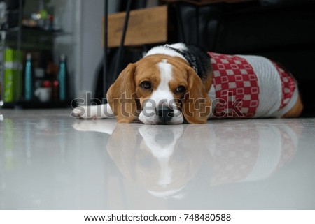 Beagle dog is boring and sleepy