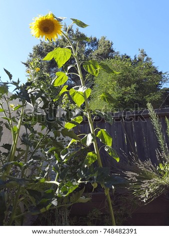 Happy sunflower over other plants in garden, almost like its teaching Royalty-Free Stock Photo #748482391