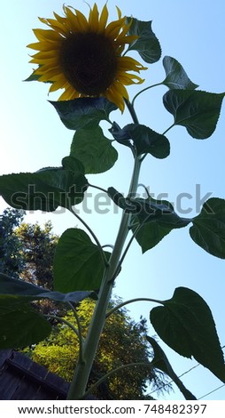 Dark Sunflower against sky. Royalty-Free Stock Photo #748482397