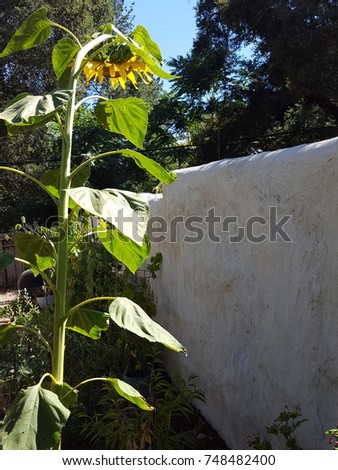 Sunflower peering over neighbors fence... is the grass greener over there? Royalty-Free Stock Photo #748482400