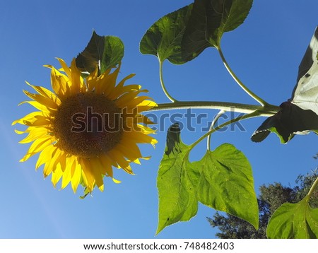 Isolated sunflower against blue sky. Royalty-Free Stock Photo #748482403