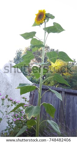 Super tall Sunflower. Royalty-Free Stock Photo #748482406