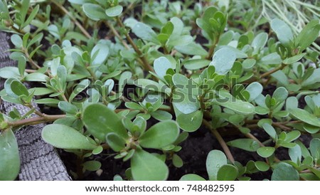 Editable purslane or a weed? It's got a lot of Omega 3s! Royalty-Free Stock Photo #748482595