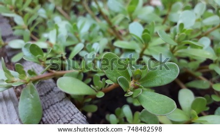 Editable purslane or a weed? Royalty-Free Stock Photo #748482598