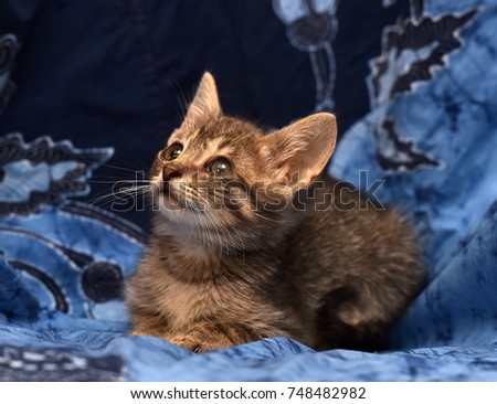 little sad gray striped kitten on a blue background
