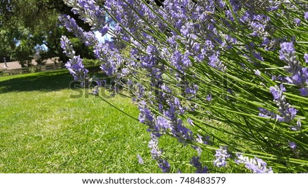 Lavender close up in a sunny park. Royalty-Free Stock Photo #748483579