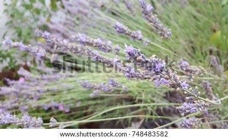 Lavender in the sunshine. Royalty-Free Stock Photo #748483582