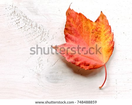 image of beautiful autumn leaves on white wooden table background. / With copy space