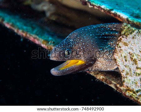 Yellow Mouth Moray - Gymnothorax nudivomer
Eilat- Red sea