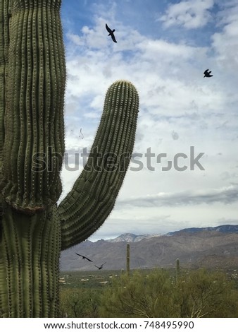Nature Wildlife - Desert Landscape Of Saguaro Cactus, Background Of Black Crows fling, and Mountains.