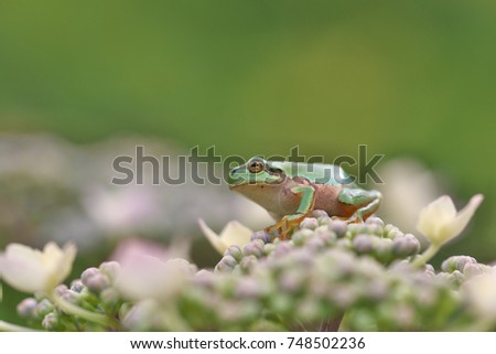 Hydrangea flower and frog