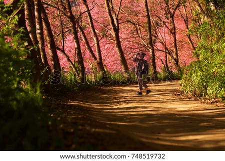 Woman and beautiful cherry blossom tree on spring at Chiang Mai, Thailand