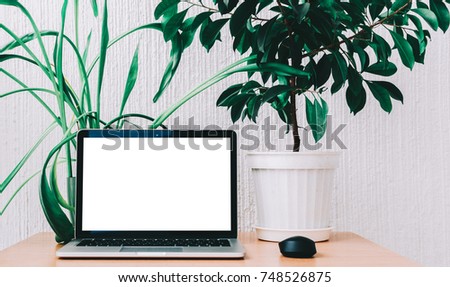 laptop mock-up on white wall background with flower in office