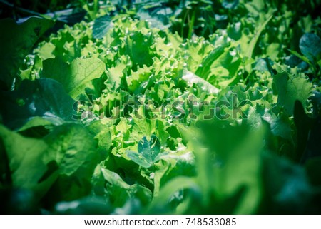 Growing lettuce, fresh green salad leaves in the garden, filtered.