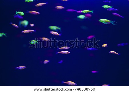 The marine life of the Indian Ocean. Colorful aquarium, showing colorful fish swimming. blue world aquavarium