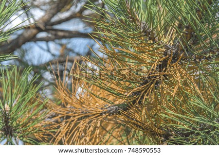 Green and orange pine tree part on sunny day in the city street and blue sky