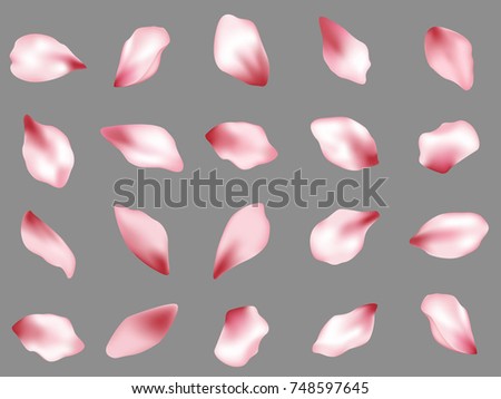 Pink  japanese cherry flower petals isolated on grey background vector set. Spring pink blossom petals. Sakura or apple bloom parts confetti elements collection, flower parts realistic illustration.
